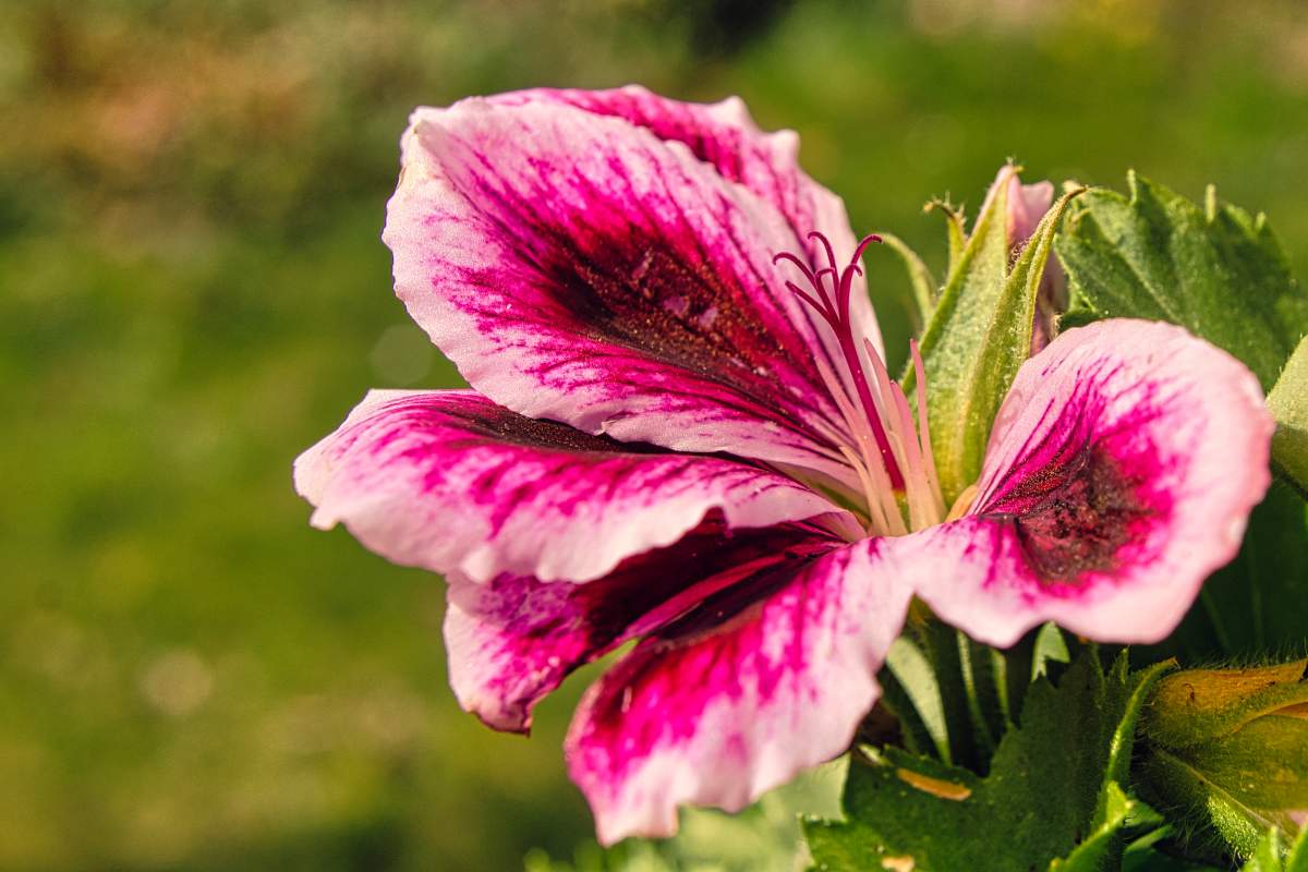 geranium