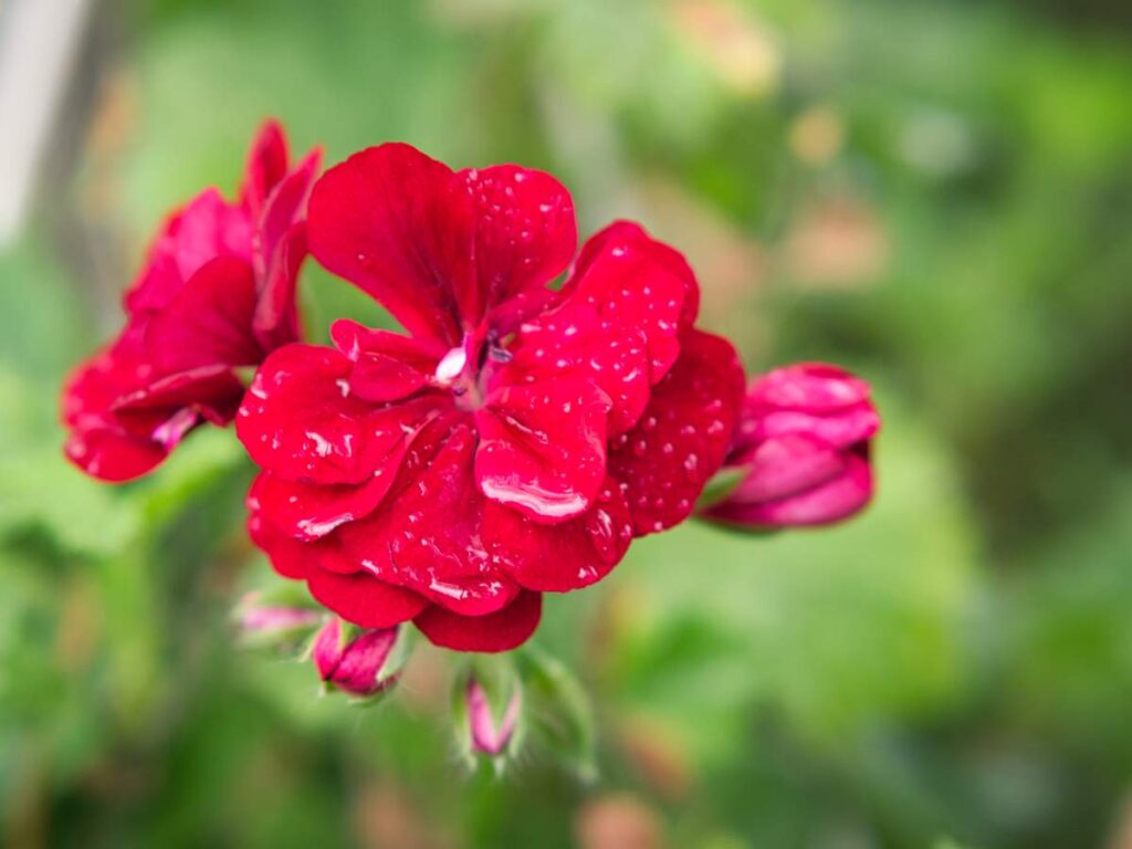 geranium