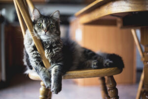 proteger meubles maison chat
