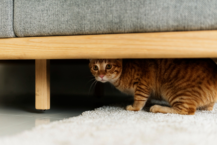 proteger meubles maison chat tapis