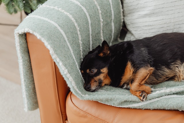 canapé chien