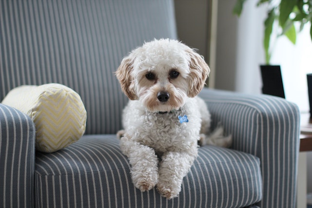 canapé pour chien